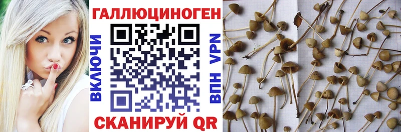 Псилоцибиновые грибы GOLDEN TEACHER Грязовец